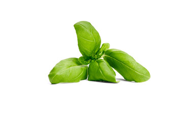 Basil garden, cooking herb Isolated against a white background.