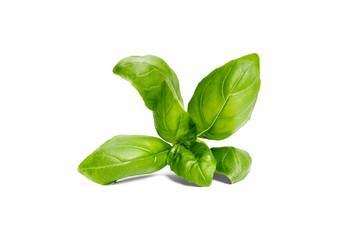 Basil garden, cooking herb Isolated against a white background.