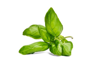 Basil garden, cooking herb Isolated against a white background.