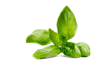 Basil garden, cooking herb Isolated against a white background.
