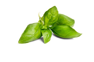Basil garden, cooking herb Isolated against a white background.
