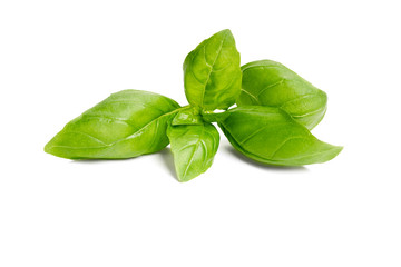 Basil garden, cooking herb Isolated against a white background.
