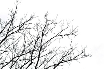 die tree branch isolated on white background