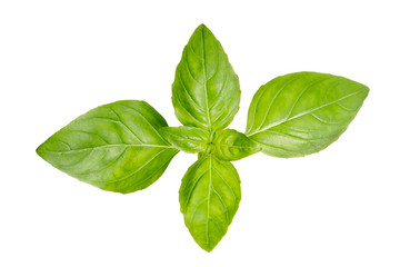 Basil garden, cooking herb Isolated against a white background.
