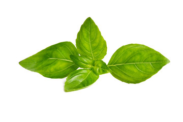 Basil garden, cooking herb Isolated against a white background.