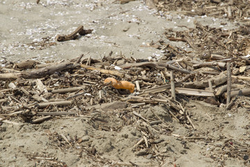 Sandy beach by the sea with the severed foot of a toy doll in the alluvial flotsam and driftwood near the coastal town of Viareggio