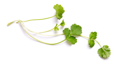 Coriander garden, cooking herb Isolated against a white background.