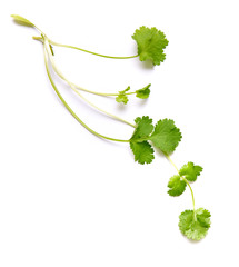 Coriander garden, cooking herb Isolated against a white background. - obrazy, fototapety, plakaty