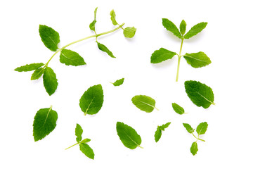 Fototapeta na wymiar Mint garden, cooking herb Isolated against a white background.