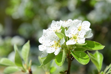 Weiße Blüten, Birnenblüten