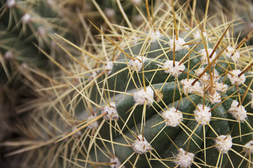 Desert plants. Top view of cactus spines, close-up