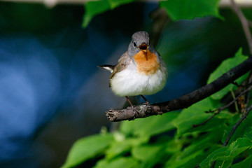 Red-breasted Flycatcher (Ficedula parva).