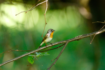 Red-breasted Flycatcher (Ficedula parva).