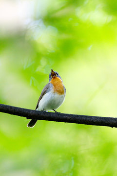 Red-breasted Flycatcher (Ficedula parva).