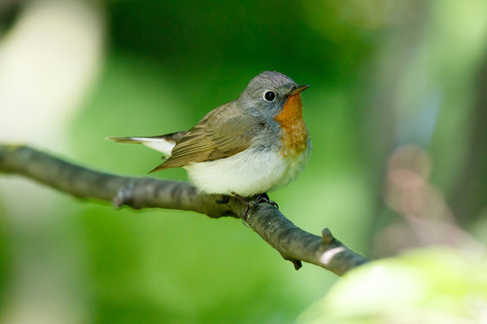 Red-breasted Flycatcher (Ficedula parva).