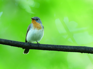 Red-breasted Flycatcher (Ficedula parva).
