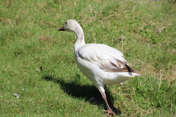 Young Snow Goose, William Hawrelak Park, Edmonton, Alberta