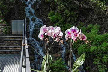 Orchideen vor Wasserfall