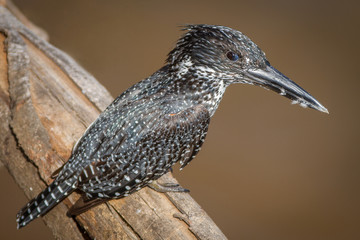 Giant Kingfisher (Ceryle maxima)