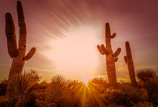 Beautiful desert landscape, Saguaro cactus framing sun. 