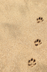 Paw prints