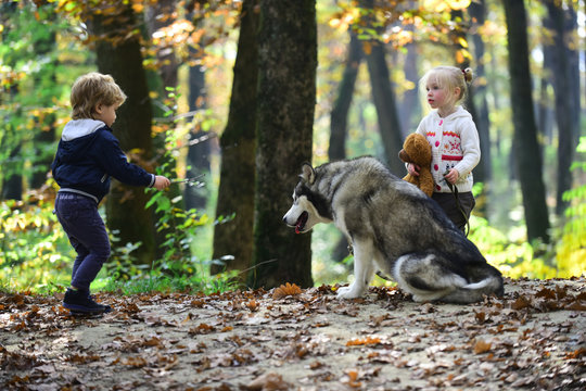 Little girl and boy friends play with husky pet in woods. Children training dog in autumn forest. Friendship and child love. Training dogs concept. Game, fun, activity and active rest on fresh air