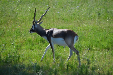 Blackbuck