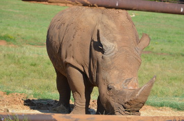 Rhino