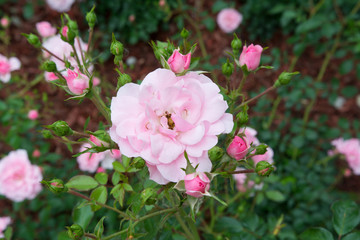 Beautiful red rose with selective focus.