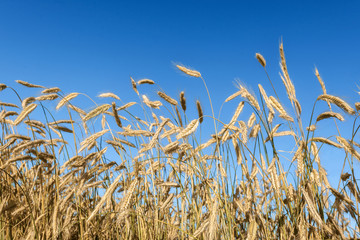 Wheat field and sunny day