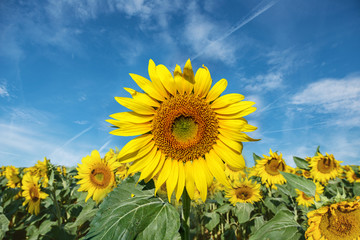 Fototapeta premium Beautiful sunflowers in the field with bright blue sky
