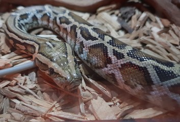 serpent gris et marron dans son aquarium vu au zoo