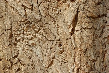 Cottonwood Bark