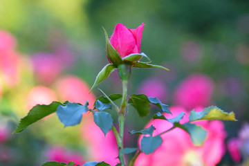 Róża - kwiat róży w ogrodzie - obrazy, fototapety, plakaty