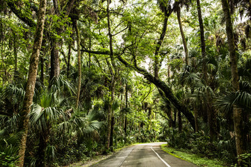 Tropical Road 