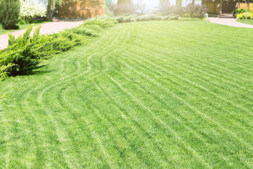 Freshly mowed rows of green lawn at country residence with summerhouse. Hedge of fresh cedars. Landscape design and gardening concept