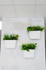 Fototapeta na wymiar green plants in white pots on the wall, vertical gardening in the interior