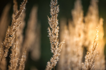 Fototapeta premium Grass, Spikelets, Sun, Abstraction. Beauty in nature.
