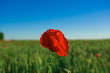 Flowers Red poppies blossom on wild field. Beautiful field red poppies with selective focus. soft light. Toning.