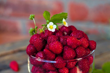 Still life of fresh forest berries. Wild strawberry (Fragaria vesca Linnaeus) in English - 