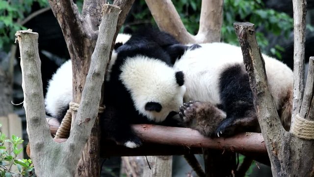 Mother Panda is Nursing her two Panda Cubs at the Same Time, China