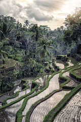 Fototapeta na wymiar Tegallalang rice terrace in Bali, Indonesia