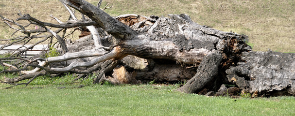 Fototapeta na wymiar Fallen trees are very important food source and habitats for many fungi insects and other animals. This is an old oak tree that fell many years ago.