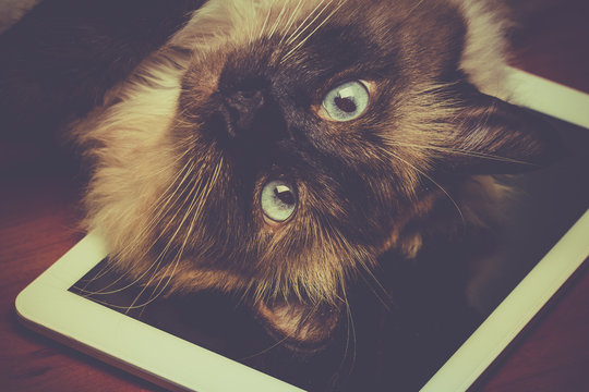 Cat Lie On The Tablet