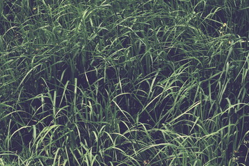 texture of young grass in Park background
