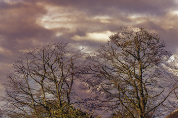 The trees on the red sky background - natural scenery