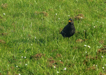 Common blackbird on the grass - natural scenery