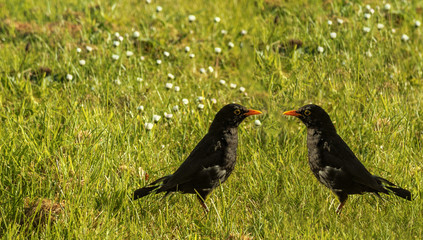 Common blackbird on the grass - natural scenery