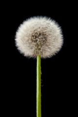 Fototapeta premium Blow ball kwiat mniszka lekarskiego na czarnym tle