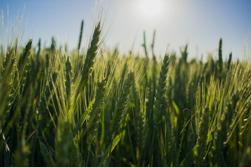 field of green wheat under the sun